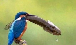 懒鸟吃瓜的意思,揭秘网络热议背后的轻松态度