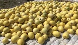 界首吃瓜小学生,揭秘校园里的“小侦探”