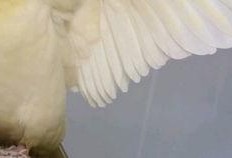 鸟吃哈密瓜视频,一场甜蜜的视觉盛宴