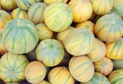 老汉瓜贫血可以吃吗