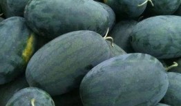 瓜江被吃,探寻神秘生物的餐桌传奇