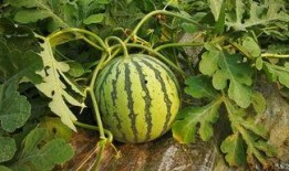 吃瓜在线更新,娱乐圈风云再起，精彩瞬间不容错过！