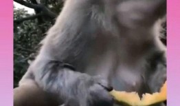 写猴子吃瓜的结尾,趣味盎然的生态奇遇记