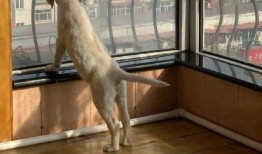 跨物种的吃瓜,吃瓜界的跨界传奇