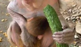写猴子吃瓜的结尾,趣味盎然的生态奇遇记