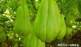 挑战吃佛手瓜,揭秘佛手瓜的独特风味与烹饪技巧