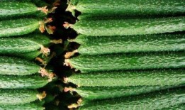 吃瓜补瓜下一句是什么,揭秘娱乐圈的“瓜田”奇闻