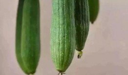 圆宝吃瓜,揭秘娱乐圈那些不为人知的幕后故事