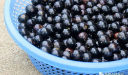 黑珍珠吃瓜,一场味蕾的奇幻之旅