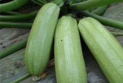 西中吃瓜,揭秘娱乐圈的甜蜜与苦涩