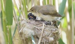 懒鸟吃瓜的意思,揭秘网络热议背后的轻松态度