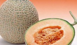 鸟吃哈密瓜视频,一场甜蜜的视觉盛宴