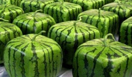 中国人吃瓜纪录,瓜界风云录