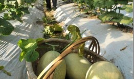 吴主管吃瓜,一场职场吃瓜大揭秘