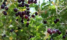 缅甸吃瓜频道,揭秘缅甸街头美食与民间趣事