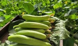 青脆吃瓜,揭秘娱乐圈的甜蜜与苦涩