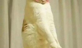 吃瓜表情包猫咪,猫咪版表情包大揭秘