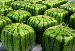 中国网友吃瓜网,揭秘娱乐圈幕后故事，带你领略网络舆论风云