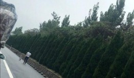 遛狗吃瓜现场,欢乐现场一幕