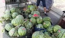 应城吃瓜事件,一场引发全民热议的网络狂欢