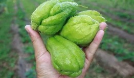 夏天吃瓜顶呱呱