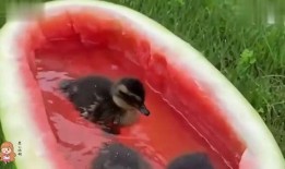 鸭鸭吃瓜,趣味横生的夏日美食故事