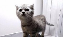 吃瓜喵儿,揭秘娱乐圈那些不为人知的幕后故事