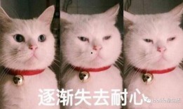 吃瓜表情包猫咪,猫咪版表情包大揭秘