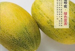 哈密吃瓜,探寻新疆哈密瓜的独特魅力