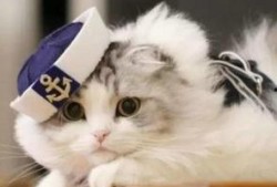 猫九酱吃瓜,揭秘娱乐圈那些不为人知的幕后故事