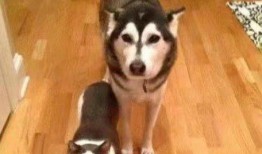 跨物种的吃瓜,吃瓜界的跨界传奇