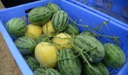 吃瓜群怎么宣传,轻松宣传，快乐分享