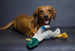 绿色瓜狗可以吃吗,探究其安全性及适口性