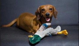 绿色瓜狗可以吃吗,探究其安全性及适口性