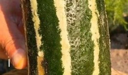 瓜了个瓜吃瓜瓜