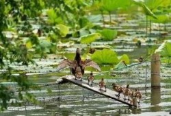 吃瓜撮合鸳鸯,鸳鸯戏水情意浓
