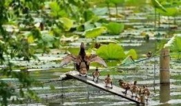 吃瓜撮合鸳鸯,鸳鸯戏水情意浓
