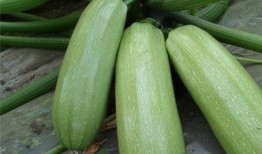 慕西吃瓜,揭秘娱乐圈背后的那些事儿