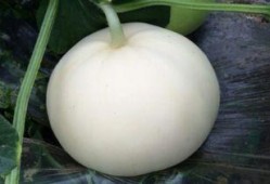 吃梨瓜放屁,梨瓜美食背后的“排气”秘密