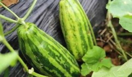 青脆吃瓜,揭秘娱乐圈的甜蜜与苦涩